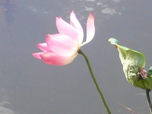 lotusrotweis