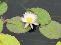 lotuswasser